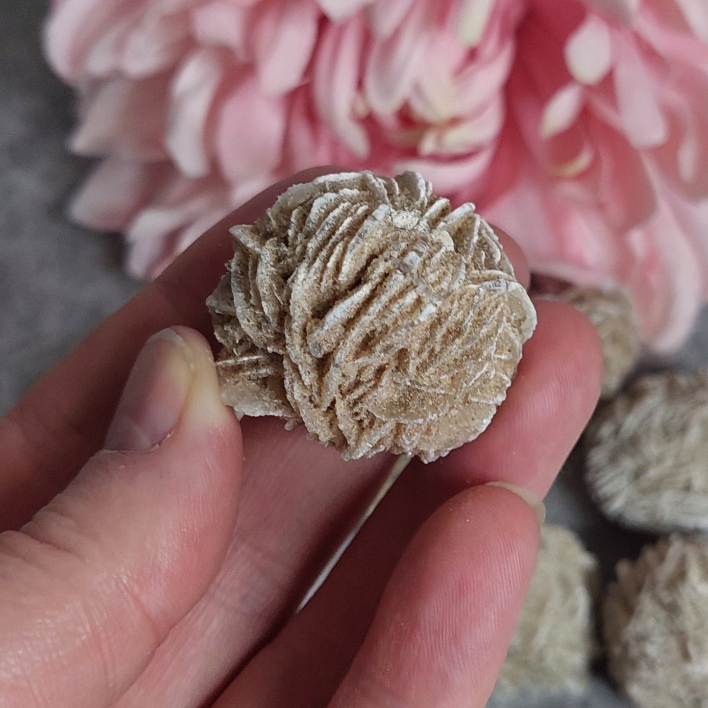 Desert rose
