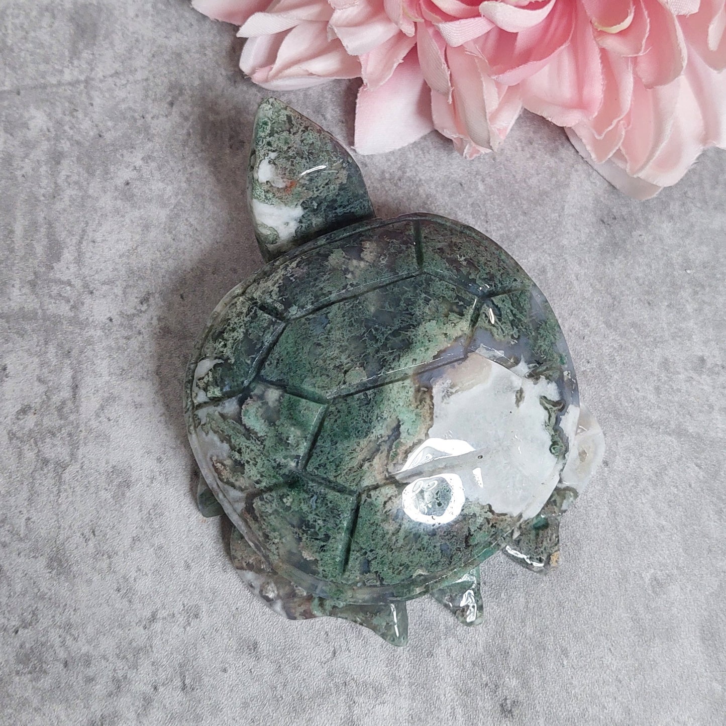 Kilpikonna, sammalakaatti 11cm