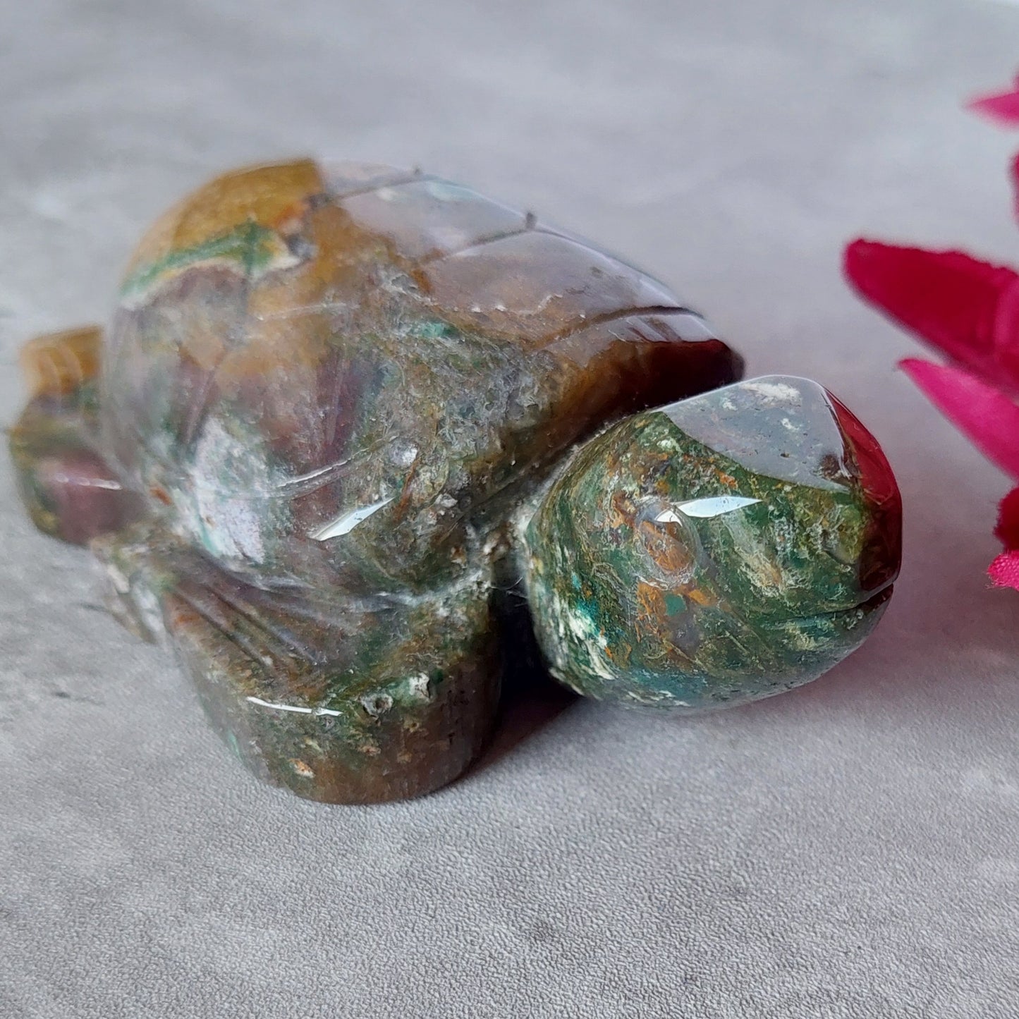 Valtamerijaspis kilpikonna