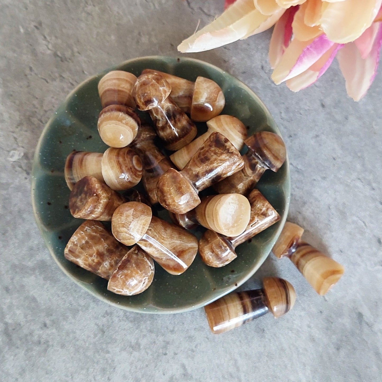 Sieni Suklaakalsiitti (D2.3)