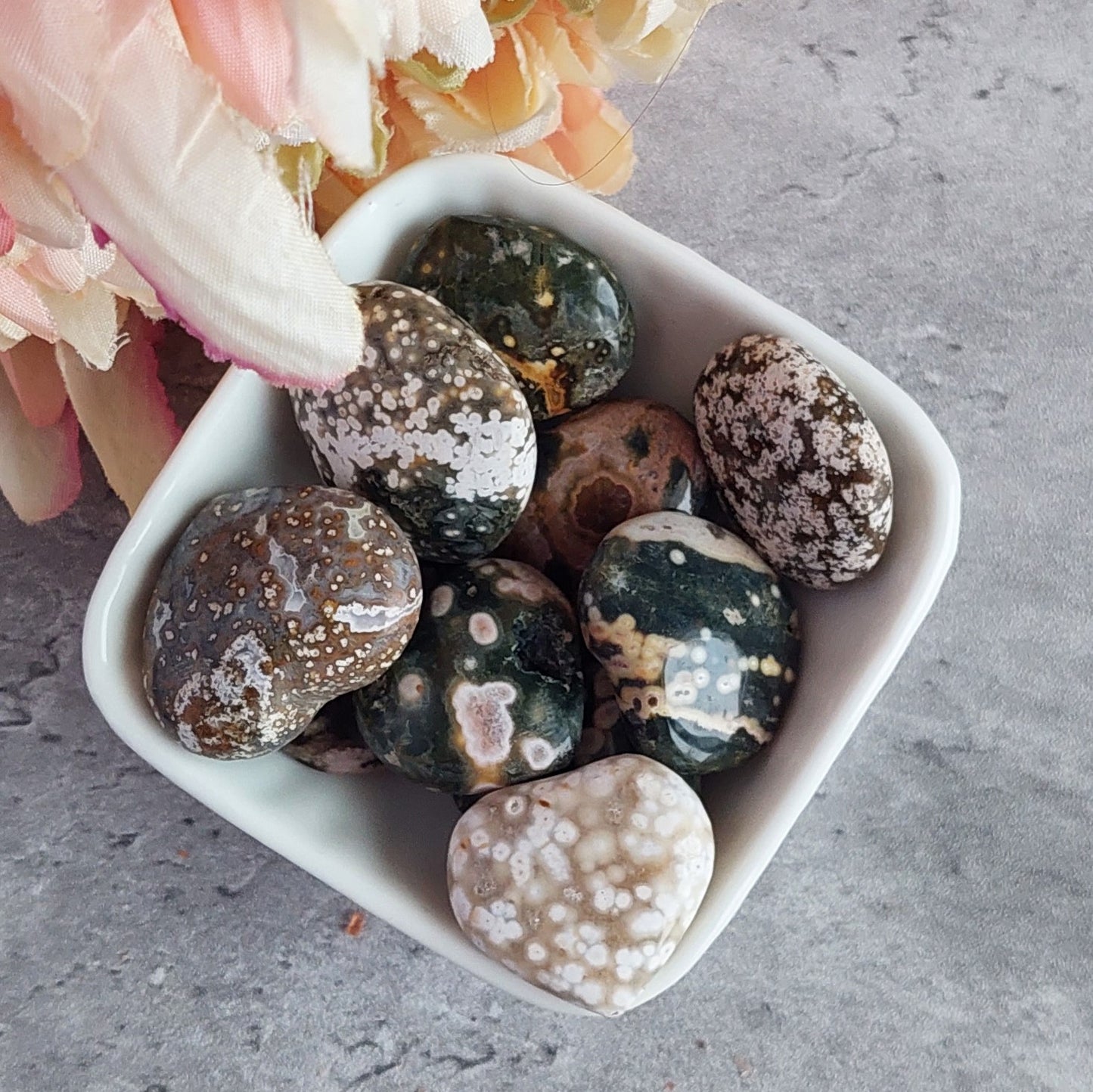 Minisydän Valtamerijaspis (B5.3)