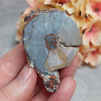 Gold mountain Thunderegg
