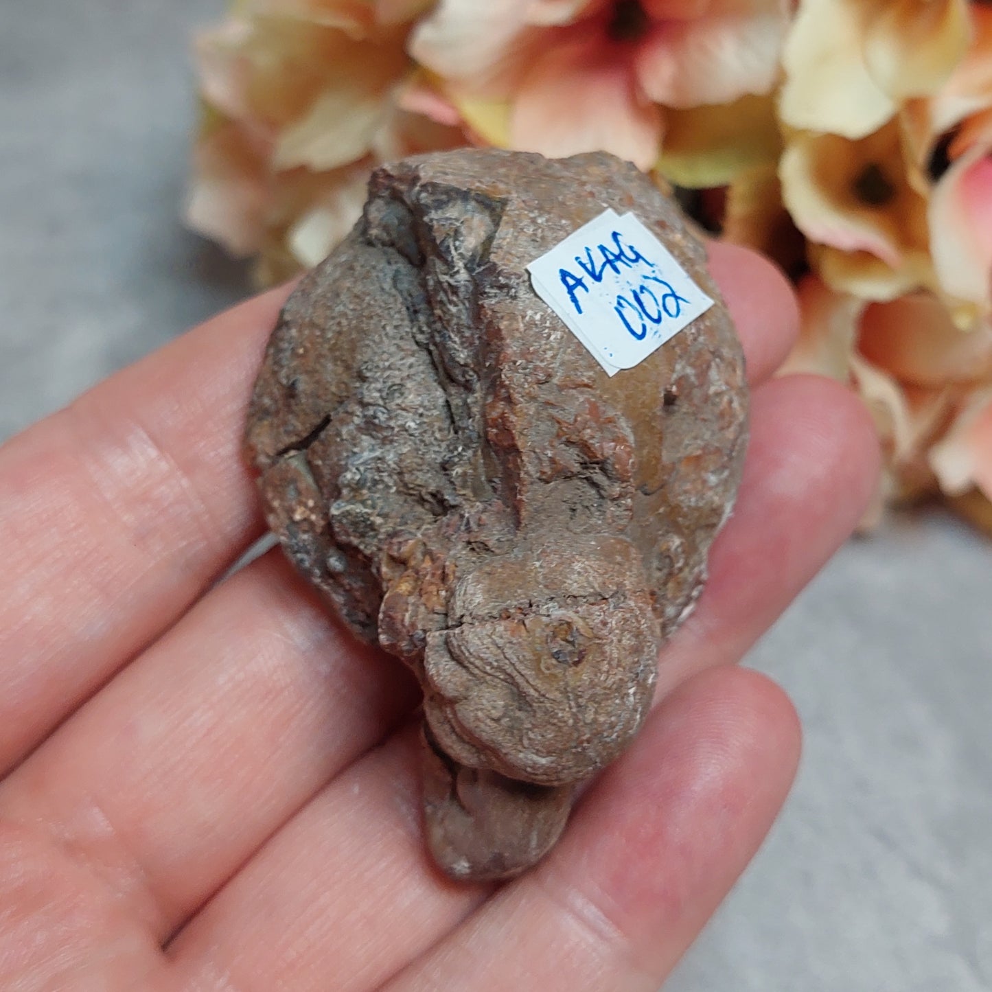 Gold mountain Thunderegg