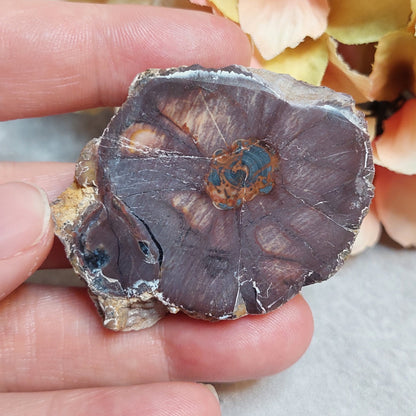 Gold mountain Thunderegg