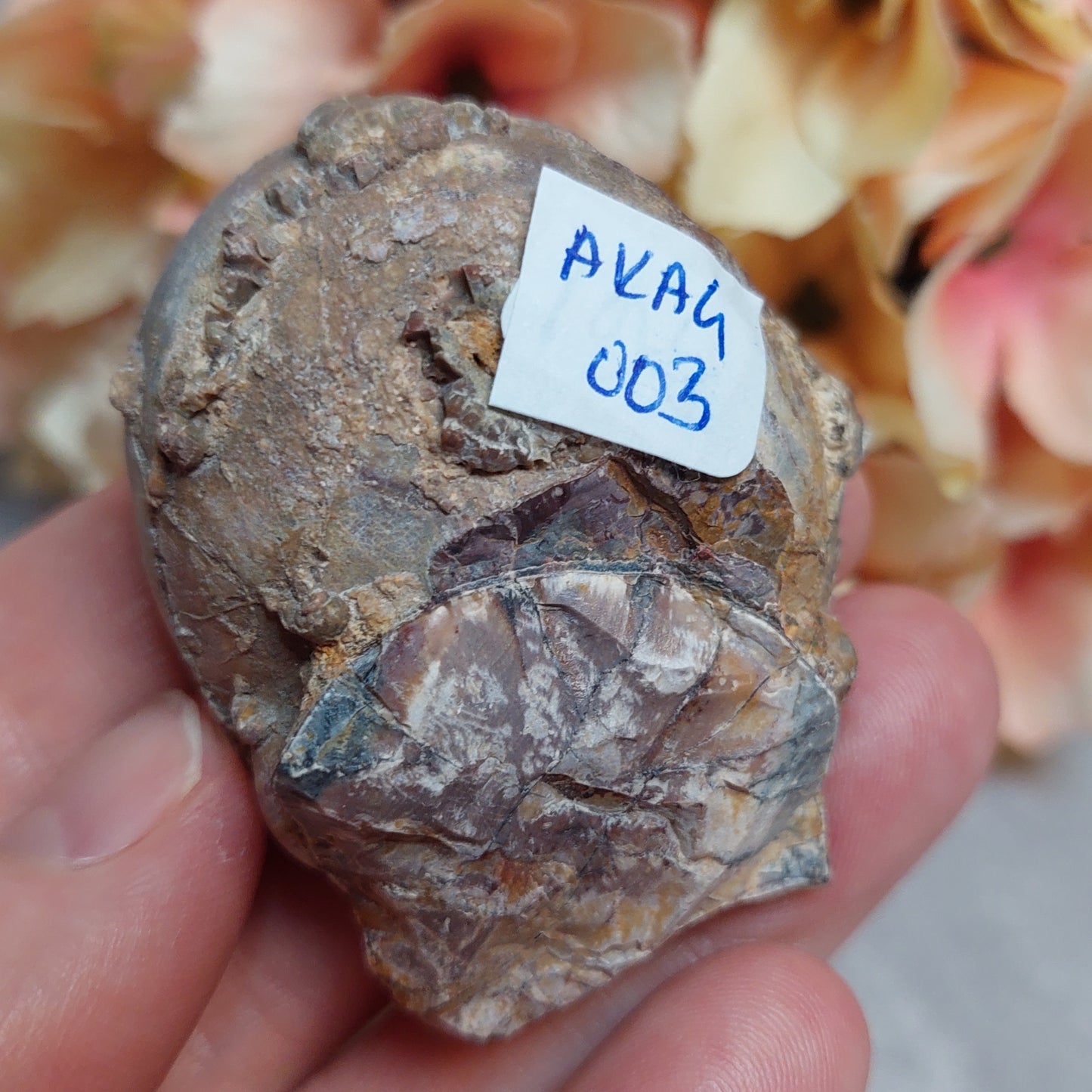 Gold mountain Thunderegg
