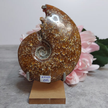 Ammoniitti 10 x 8cm jalassa
