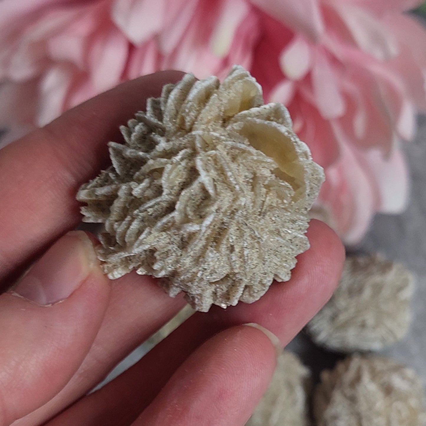 Desert rose