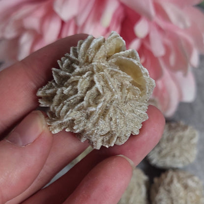 Desert rose