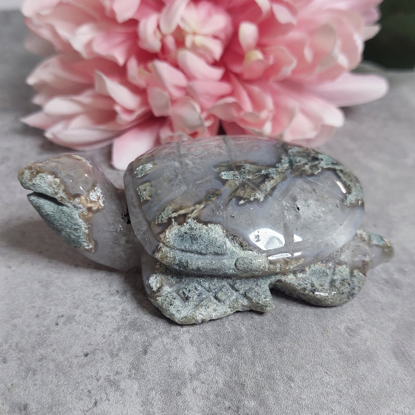 Kilpikonna, sammalakaatti 10cm