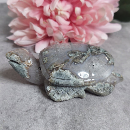 Kilpikonna, sammalakaatti 10cm