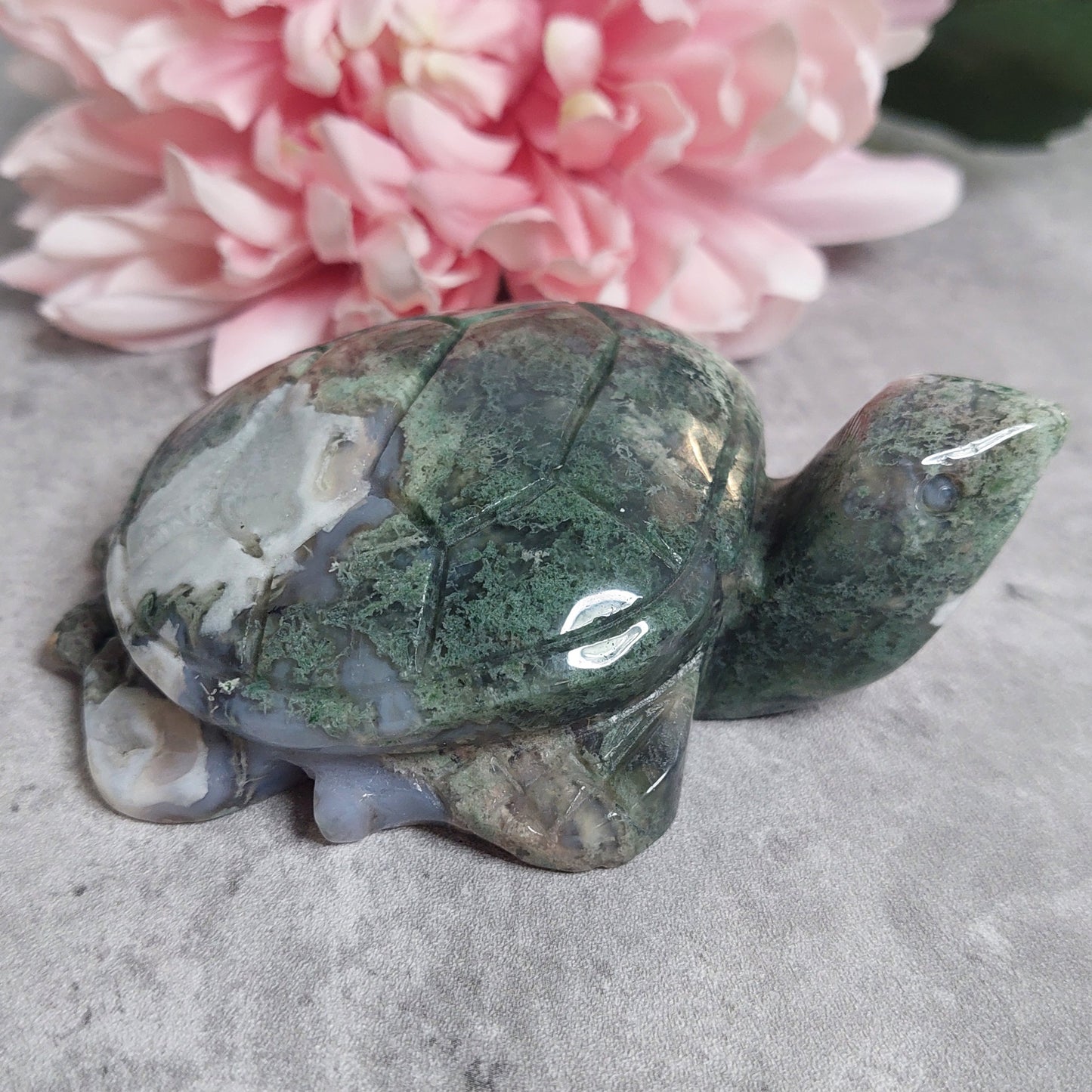 Kilpikonna, sammalakaatti 11cm