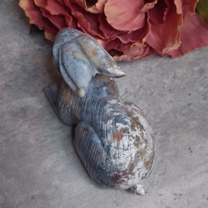 Pupu, valtamerijaspis