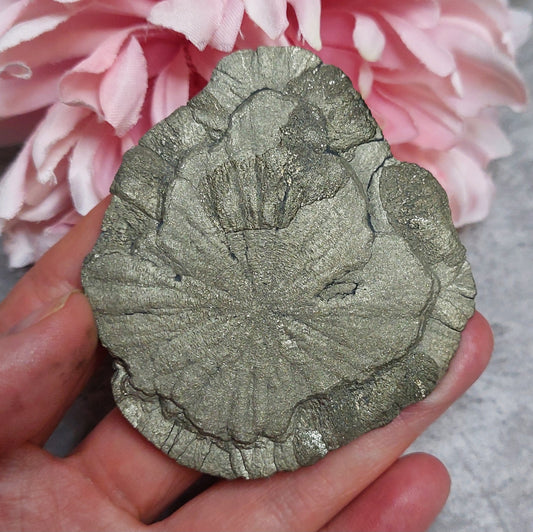 Pyriitti "Sun Dollar"