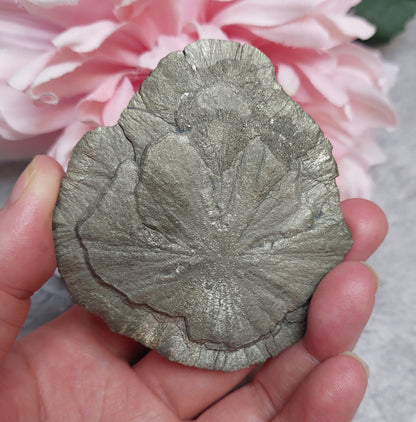 Pyriitti "Sun Dollar"