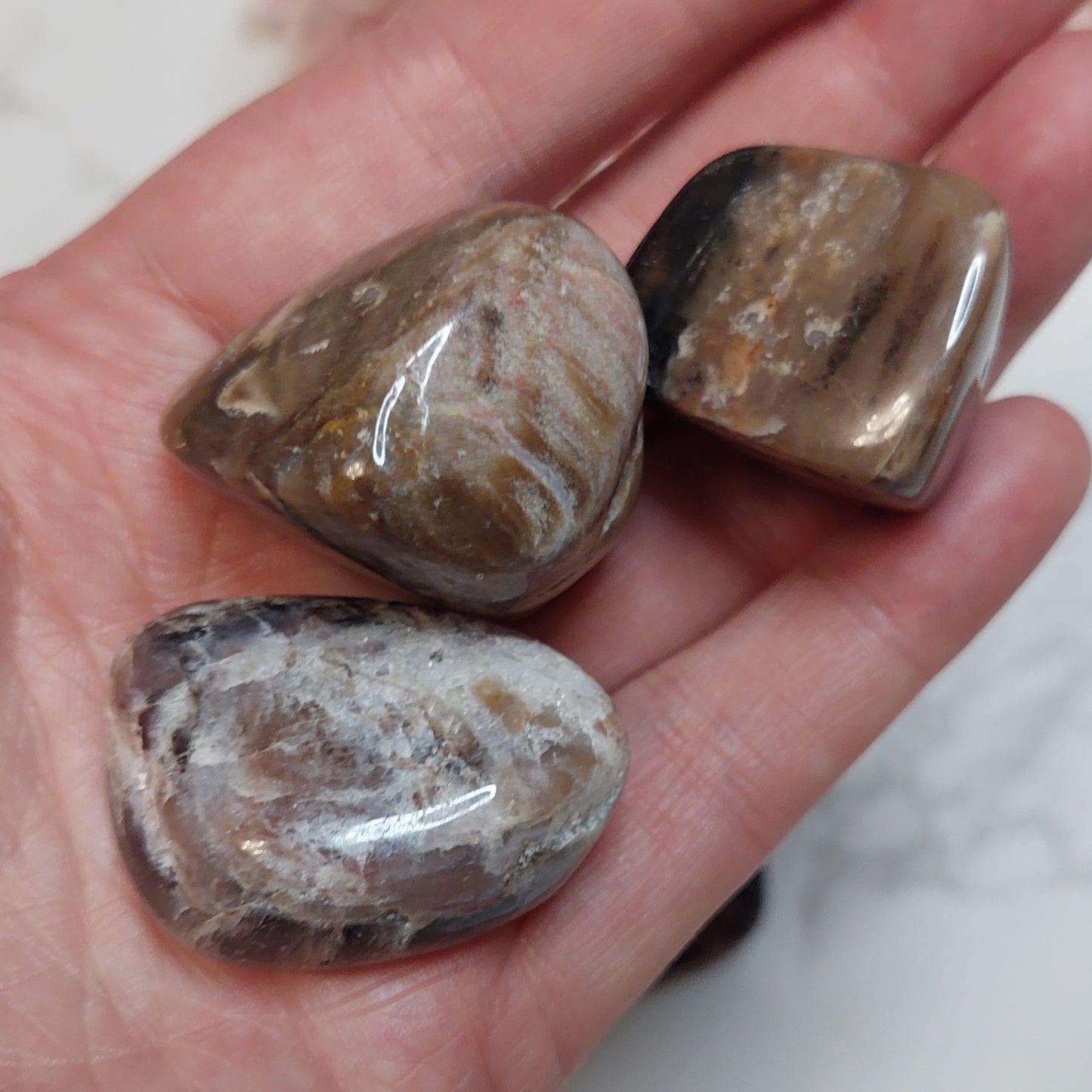 Rumpuhiottu kivettynyt puu