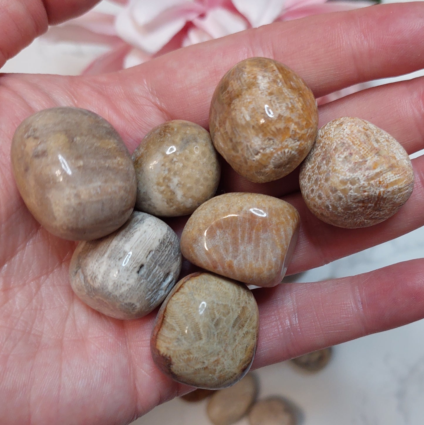 Rumpuhiottu korallijaspis